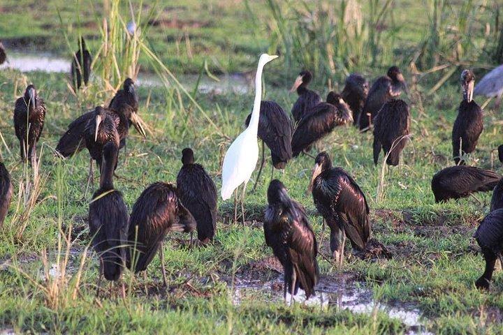 Ngorongoro Day Trip From Arusha / Kilimanjaro