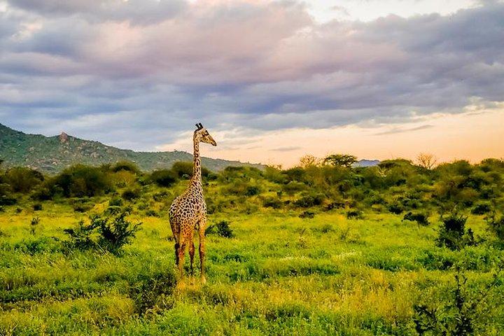 9 Days Amboseli - Tsavo - Diani Beach Safari (Cost Based on Minimum 2 persons)