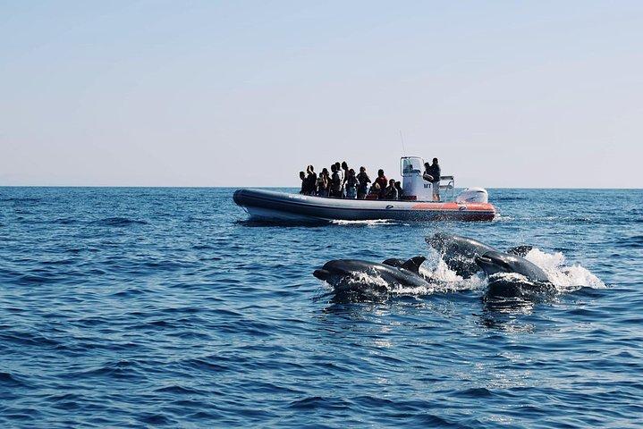 Dolphins Search and Benagil Caves from Albufeira