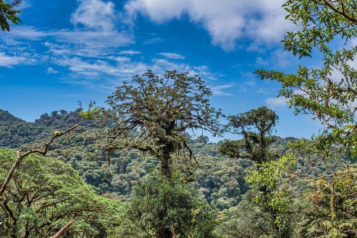 Hanging Bridges & Tour Guide From Monteverde