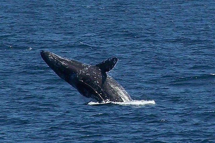 City Cruises San Diego: Whale and Dolphin Watching Adventure