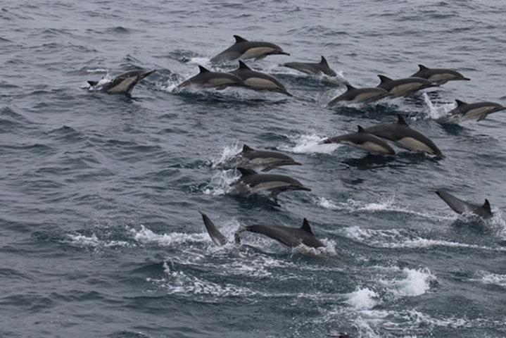 City Cruises San Diego: Whale and Dolphin Watching Adventure