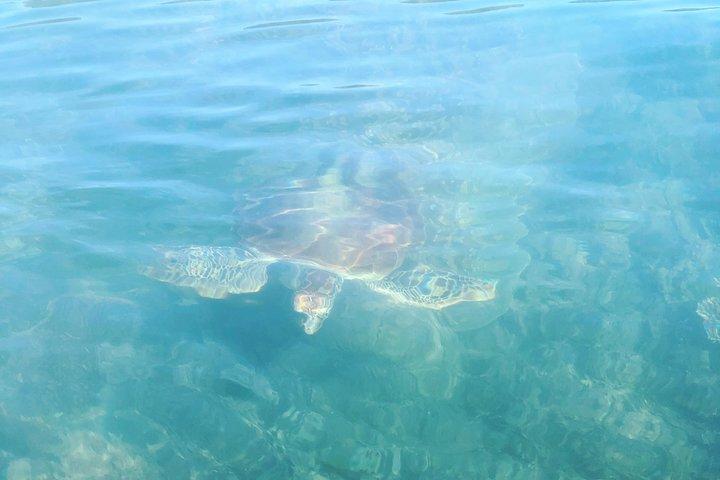Kayak Turtle Tour from Palm Cove