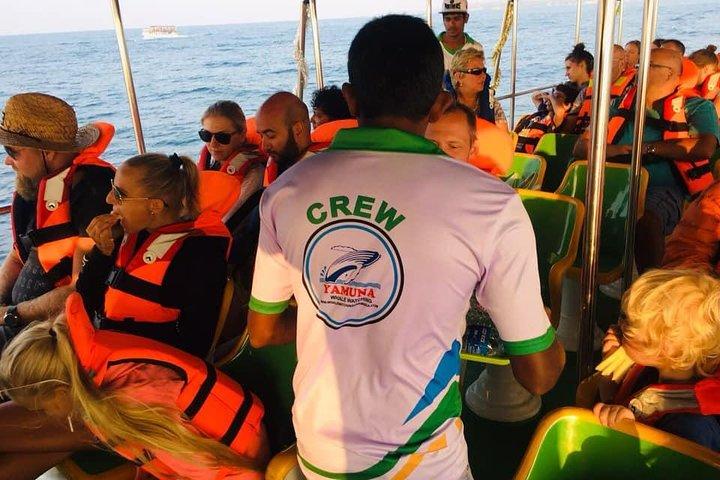 Whales and Dolphins Watching-Luxury Super Grade Cruiser(Hotel Pick up offered)