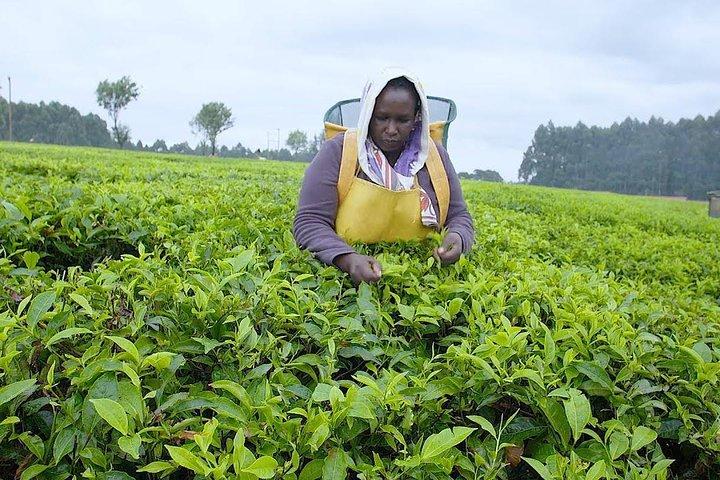 Nairobi to Kiambethu Tea Farm Tour