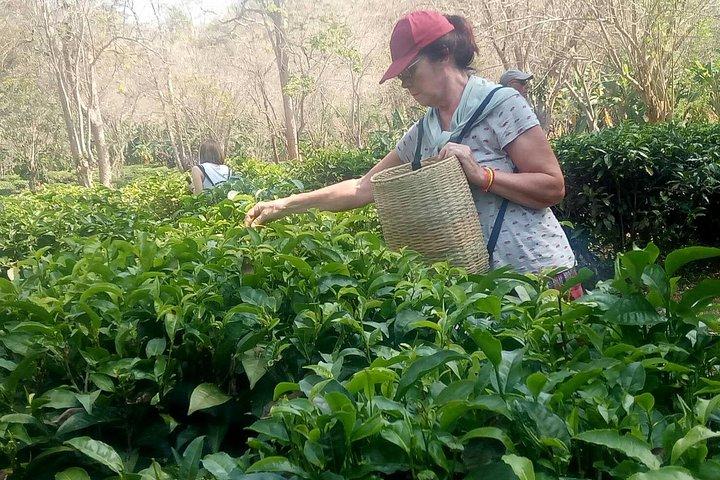 Chiang Mai Private Tour with Tea Plantation, Karen Village, Doi Suthep