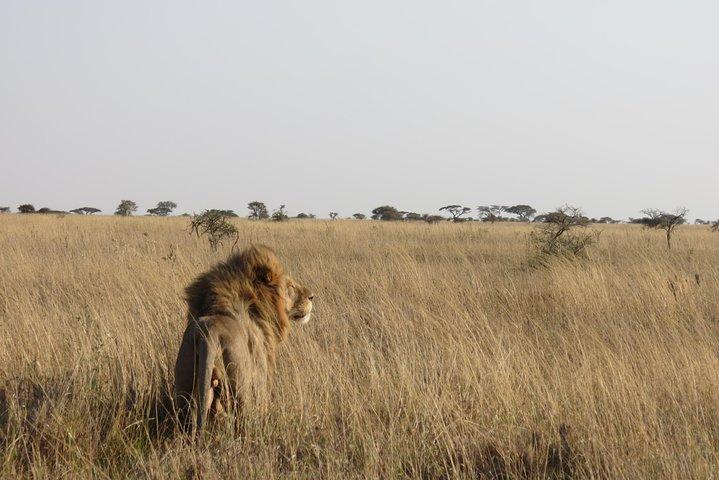 06 Days, 05 Nights Safari To Tarangire, Lake Manyara, Serengeti And Ngorongoro