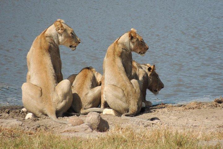 Hluhluwe/iMfolozi Game Reserve Full Day Game Drive
