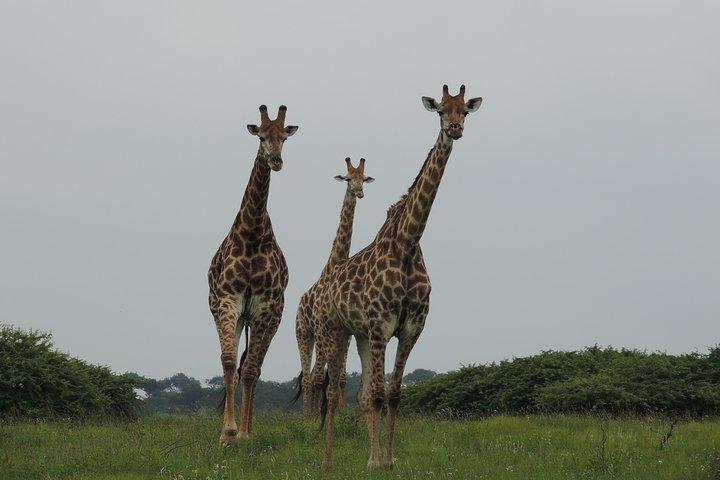 Hluhluwe/iMfolozi Game Reserve Full Day Game Drive