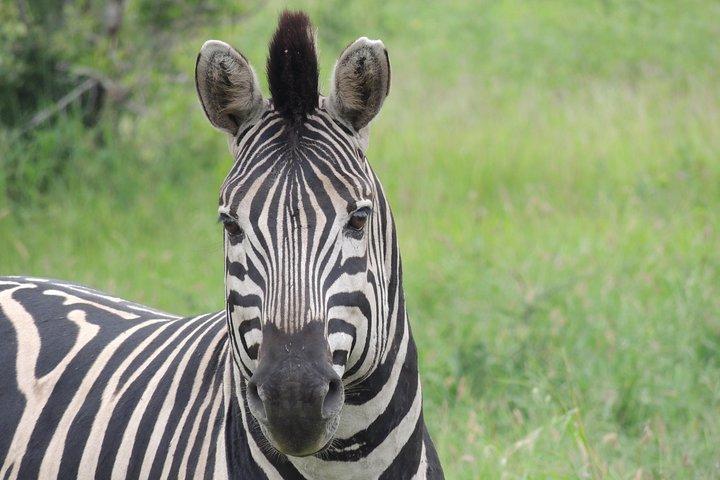 Hluhluwe/iMfolozi Game Reserve Full Day Game Drive