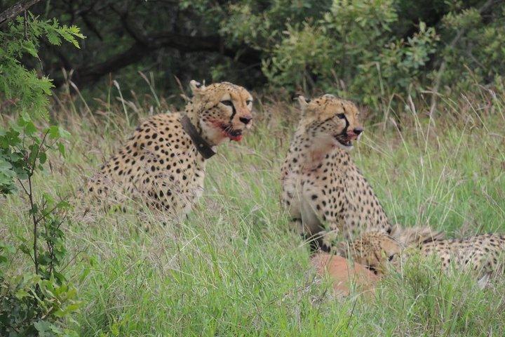 Hluhluwe/iMfolozi Game Reserve Full Day Game Drive