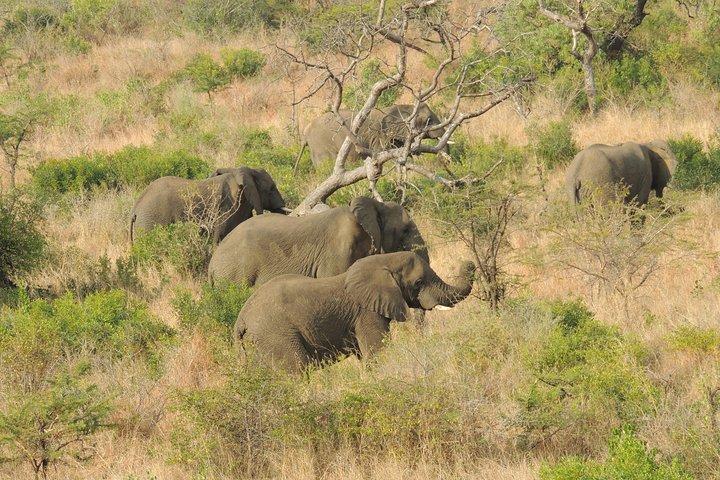 Hluhluwe/iMfolozi Game Reserve Full Day Game Drive