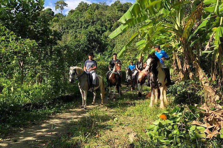 Horseback Riding 1 hour trail