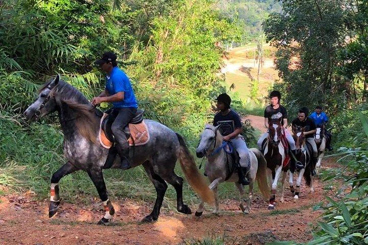 Horseback Riding 1 hour trail