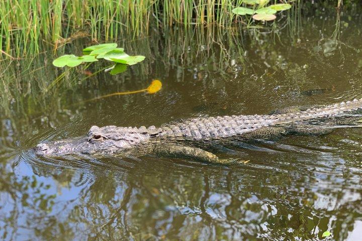 Everglades Airboat, Wildlife Exhibit, & Roundtrip Bus from Miami