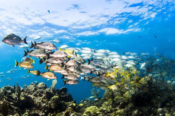 Small Group Snorkeling at Mangel Halto Aruba
