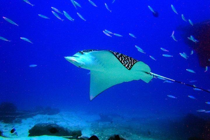 Diving in Cancun for Certified Divers | 2 Dives | All Inclusive