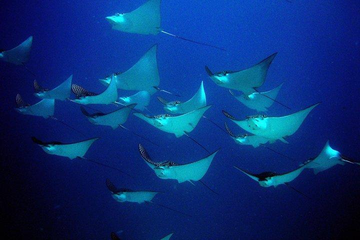 Diving in Cancun for Certified Divers | 2 Dives | All Inclusive