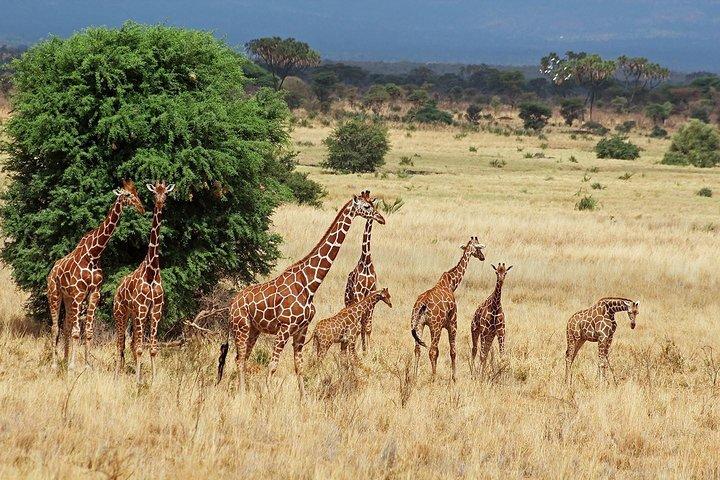 4 Days Aberdare, Lake Nakuru, Lake Naivasha Safari (minimum 2 persons)