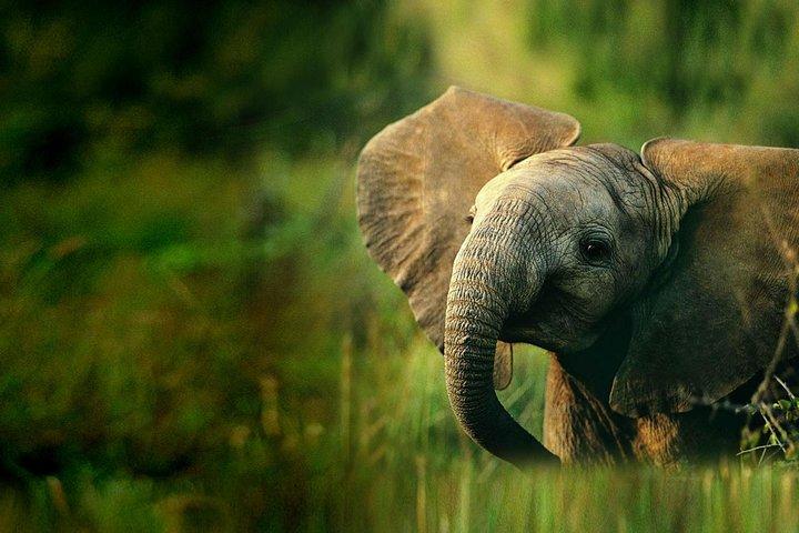 3 days camping safari
