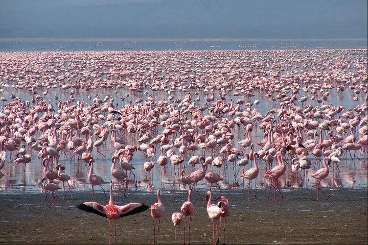 4 Days Aberdare, Lake Nakuru, Lake Naivasha Safari (minimum 2 persons)