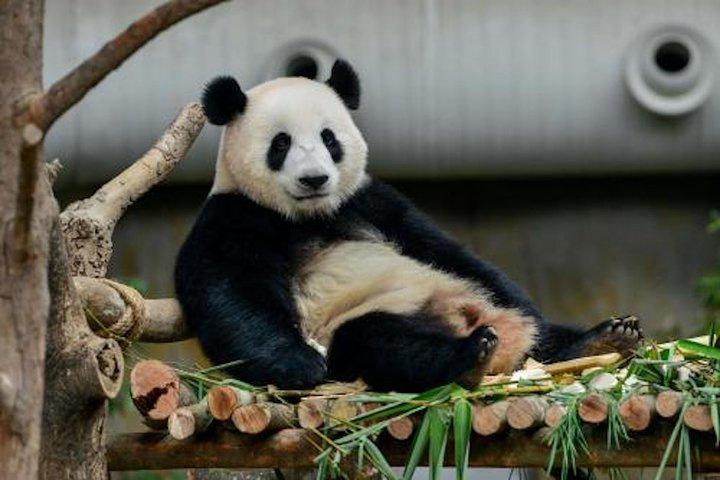Dujiangyan or Wolong Panda Sanctuary day tour option panda keeper