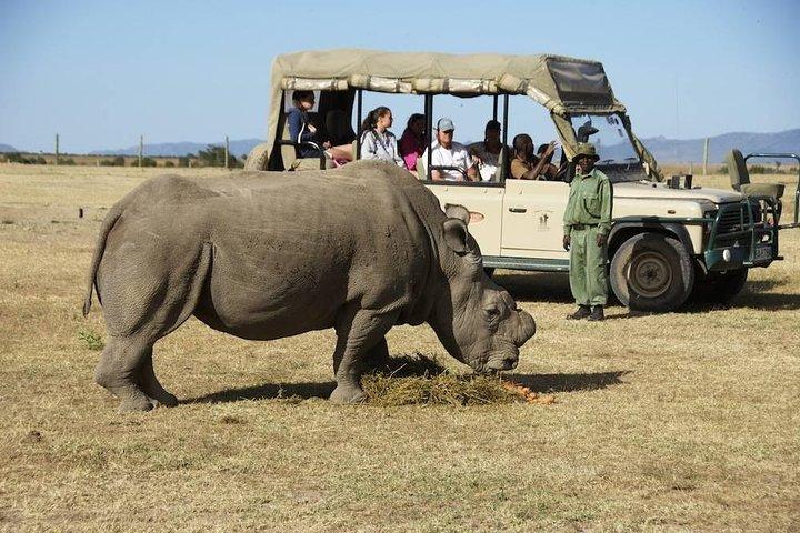 1 Day Olpajeta Conservancy From Nairobi (minimum 2 Pax)