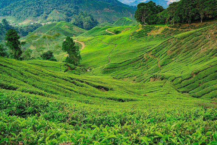 Cameron Highlands One Day Trip from Kuala Lumpur Privately Organised