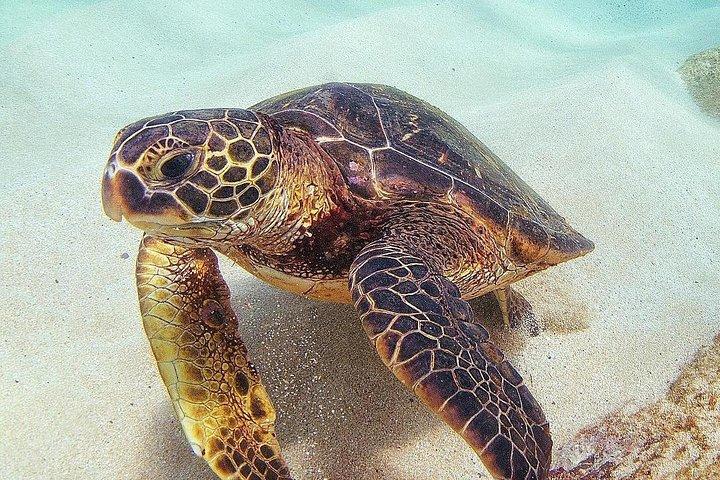 Full Day Oahu Circle Island -Turtle Beach Snorkel at North Shore