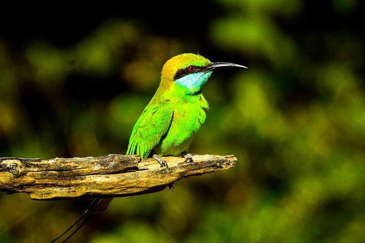Udawalawe National Park Safari With Transfers From Colombo
