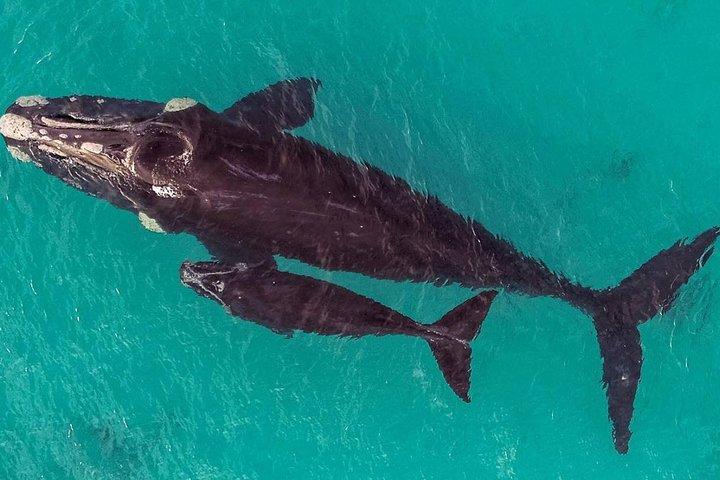 Dunsborough Whale Watching Tour
