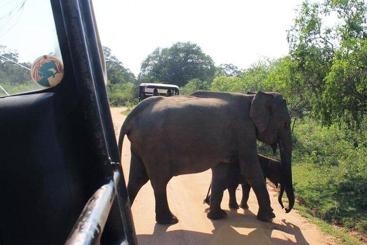 One Day Udawalawe Safari from Galle/Mirissa/Unawatuna/Hikkaduwa