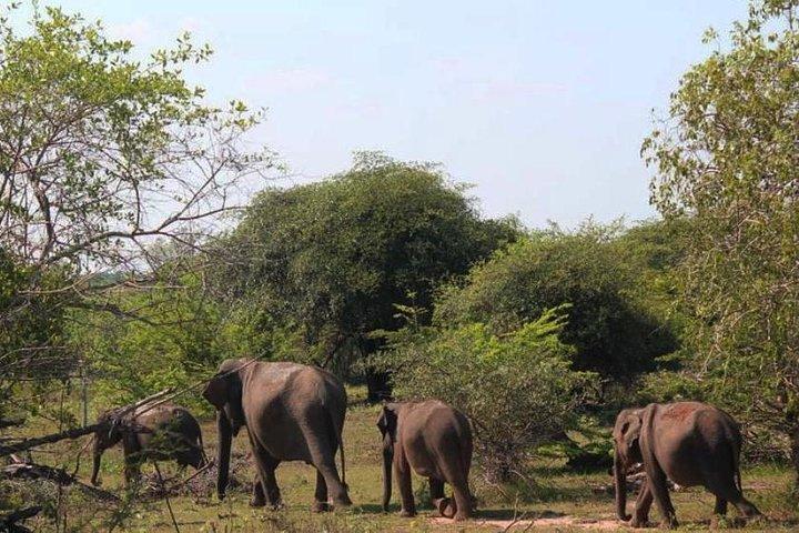 One Day Udawalawe Safari from Galle/Mirissa/Unawatuna/Hikkaduwa