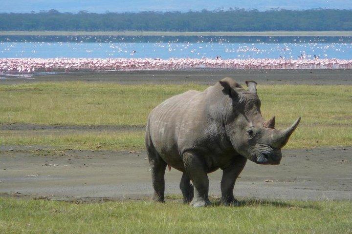 Day trip to lake Nakuru national park