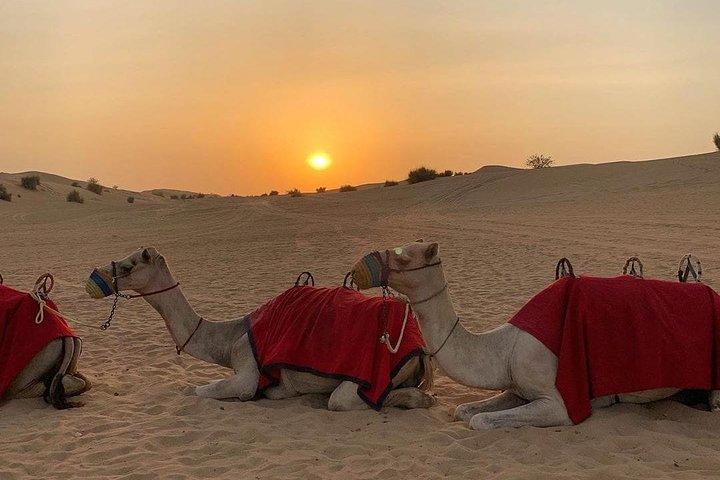 Arabian Night Safari with Camel Ride, Sandboard, BBQ & Live Shows