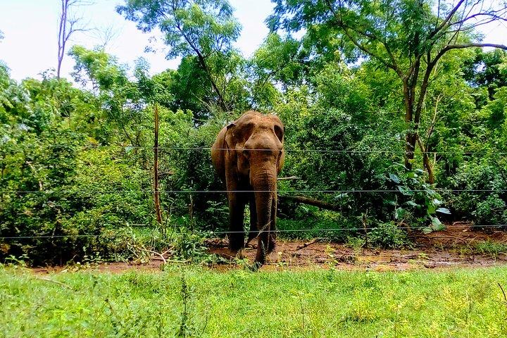 Udawalawe Safari Tour - Hotel Pick-up and Transfers Including