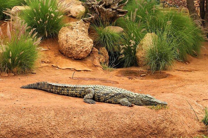 Effortless Agadir Crocoparc Ticket and Transfer Service