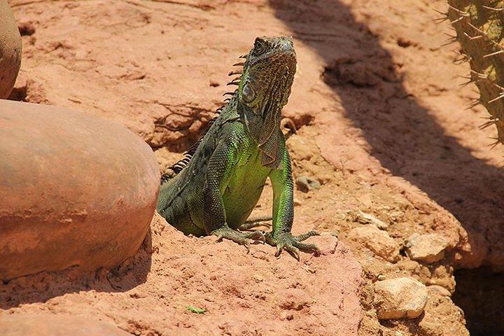 Effortless Agadir Crocoparc Ticket and Transfer Service