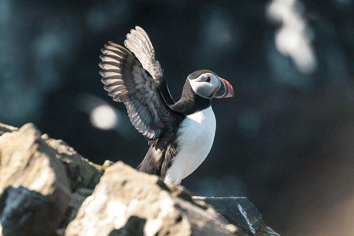 Whale and Puffin Watching around Skjálfandi Bay from Husavik