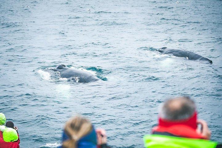 Whale and Puffin Watching around Skjálfandi Bay from Husavik