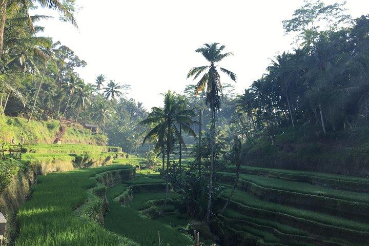 Best of Ubud Waterfalls, Tegalalang Rice Terrace and Swing Tour