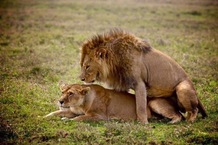 Ngorongoro crater safaris