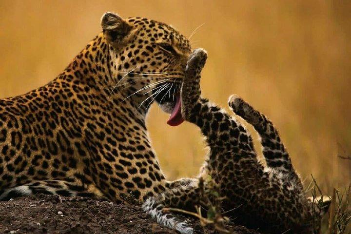Ngorongoro crater safaris