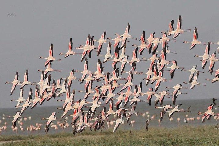 Fayoum Full Day tour Bird Watching