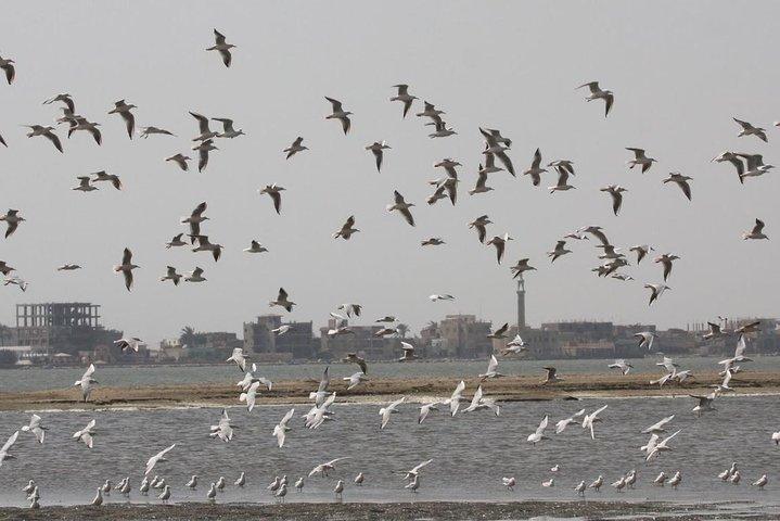 Fayoum Full Day tour Bird Watching
