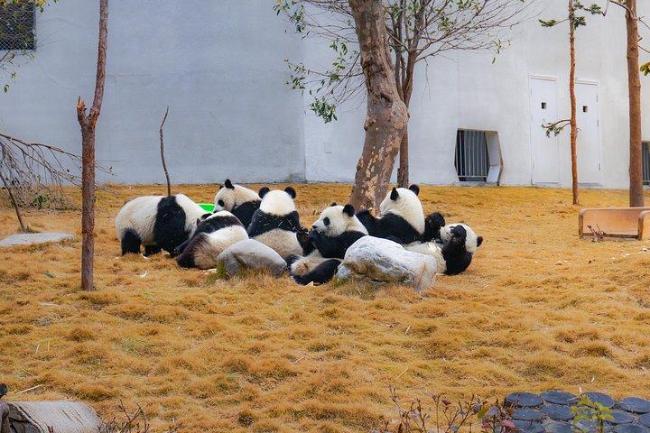 a better Panda Volunteer Experience at the Best panda base - WOLONG