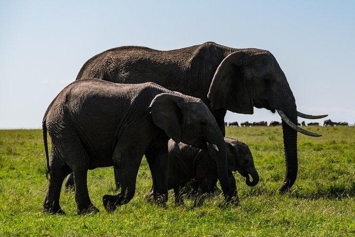 5 Days Special offer, 1Nt Nairobi,1Nt Nakuru, and 2Nts Maasai Mara