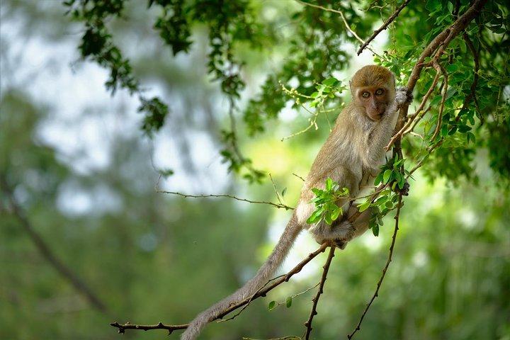 Half Day : Sok River + Monkey Temple + View Point