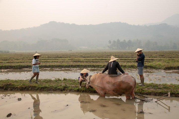 Luang Prabang: Kuang Si Waterfall & Rice Farm Tour