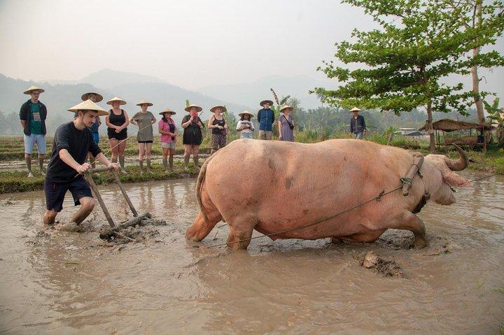 Luang Prabang: Kuang Si Waterfall & Rice Farm Tour